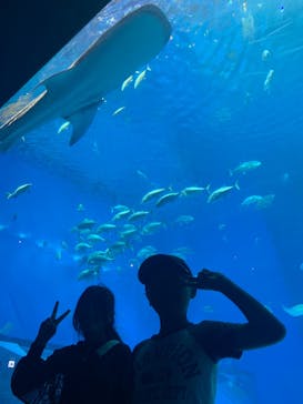 沖縄美ら海水族館に投稿された画像（2024/9/24）