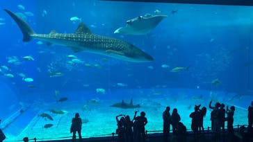 沖縄美ら海水族館に投稿された画像（2024/9/24）