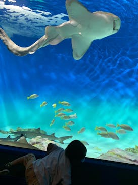 アクアワールド茨城県大洗水族館に投稿された画像（2024/9/24）