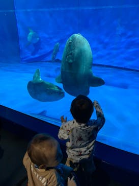 アクアワールド茨城県大洗水族館に投稿された画像（2024/9/24）