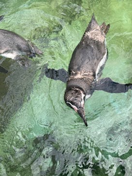 鴨川シーワールドに投稿された画像（2024/9/24）