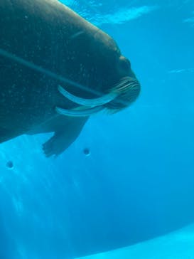 鴨川シーワールドに投稿された画像（2024/9/24）