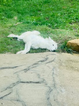 那須どうぶつ王国に投稿された画像（2024/9/24）