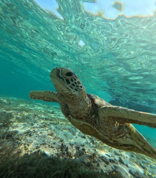 nico 宮古島に投稿された画像（2024/9/24）