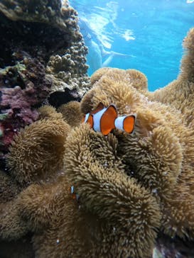 nico 宮古島に投稿された画像（2024/9/24）