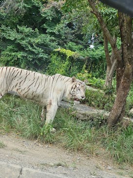 群馬サファリパークに投稿された画像（2024/9/24）