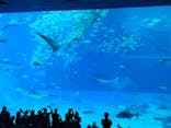 沖縄美ら海水族館に投稿された画像（2024/9/25）