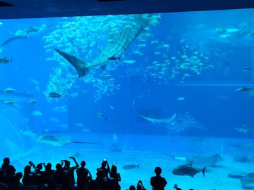 沖縄美ら海水族館に投稿された画像（2024/9/24）