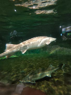 滋賀県立琵琶湖博物館に投稿された画像（2024/9/24）