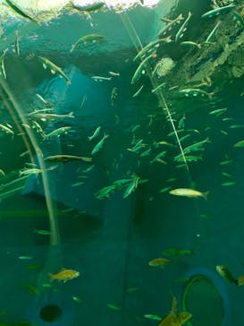 滋賀県立琵琶湖博物館に投稿された画像（2024/9/24）