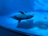 名古屋港水族館に投稿された画像（2024/9/25）