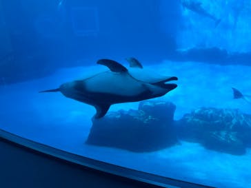 名古屋港水族館に投稿された画像（2024/9/24）