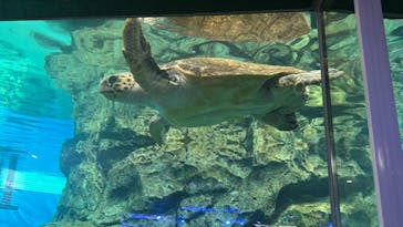 名古屋港水族館に投稿された画像（2024/9/24）