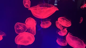 名古屋港水族館に投稿された画像（2024/9/24）