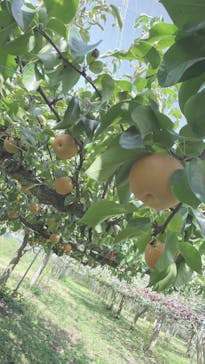 びわこもりやまフルーツランドに投稿された画像（2024/9/24）