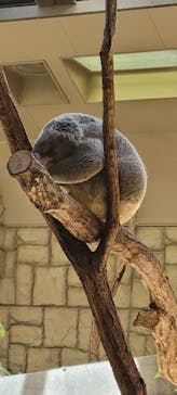 名古屋市東山動植物園に投稿された画像（2024/9/25）