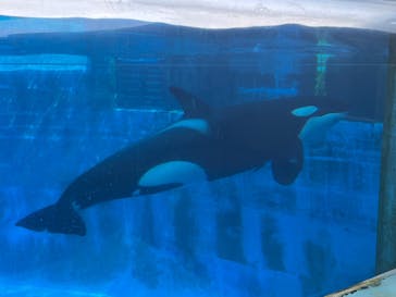 名古屋港水族館に投稿された画像（2024/9/25）
