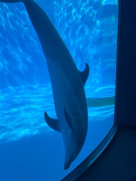 名古屋港水族館に投稿された画像（2024/9/25）
