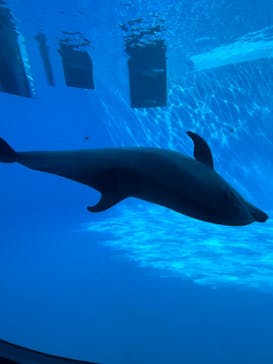 名古屋港水族館に投稿された画像（2024/9/25）