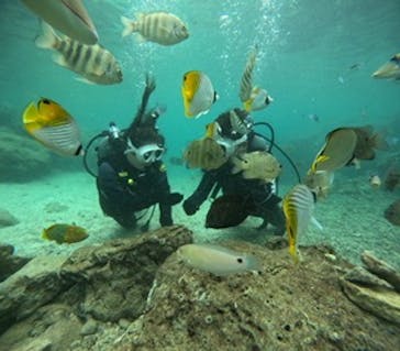 沖縄マリンサービス碧に投稿された画像（2024/9/25）