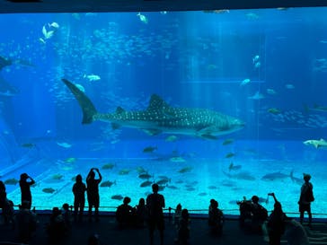 沖縄美ら海水族館に投稿された画像（2024/9/25）
