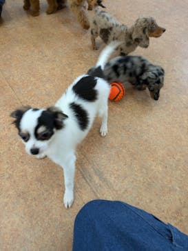 つくばわんわんランドに投稿された画像（2024/9/25）