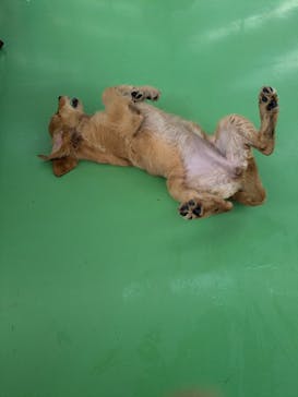 つくばわんわんランドに投稿された画像（2024/9/25）