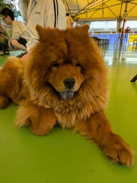 つくばわんわんランドに投稿された画像（2024/9/25）