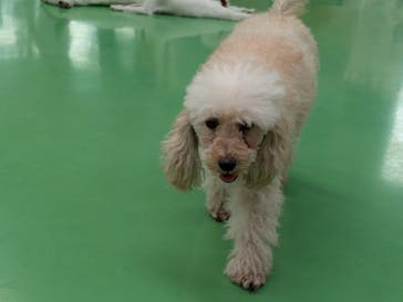 つくばわんわんランドに投稿された画像（2024/9/25）