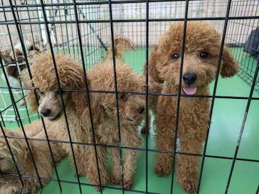 つくばわんわんランドに投稿された画像（2024/9/25）