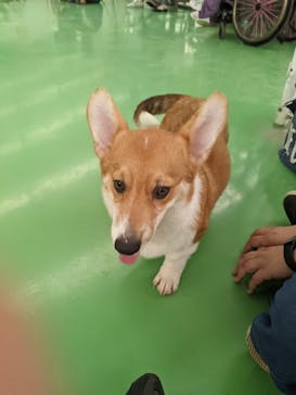 つくばわんわんランドに投稿された画像（2024/9/25）