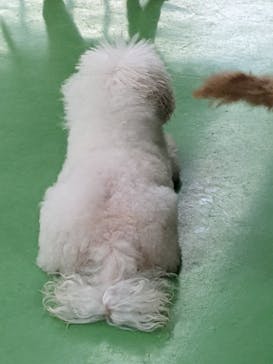 つくばわんわんランドに投稿された画像（2024/9/25）