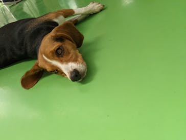 つくばわんわんランドに投稿された画像（2024/9/25）