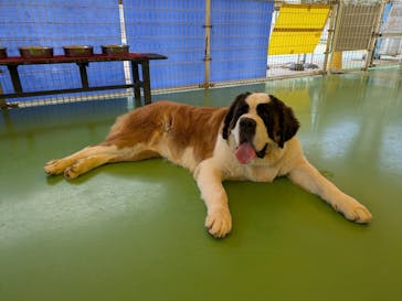 つくばわんわんランドに投稿された画像（2024/9/25）