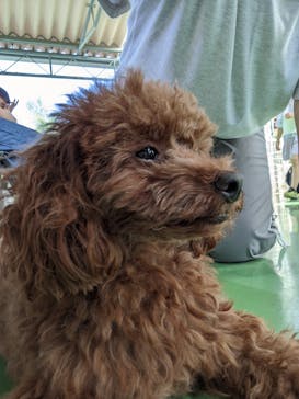 つくばわんわんランドに投稿された画像（2024/9/25）