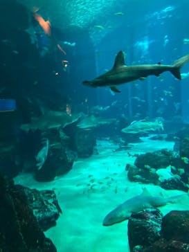 マリンワールド海の中道に投稿された画像（2024/9/25）