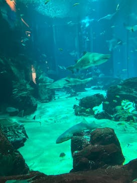 マリンワールド海の中道に投稿された画像（2024/9/25）