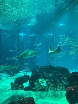 マリンワールド海の中道に投稿された画像（2024/9/25）