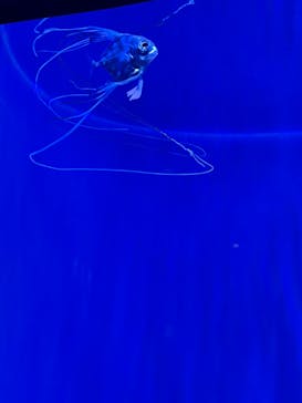 沖縄美ら海水族館に投稿された画像（2024/9/25）