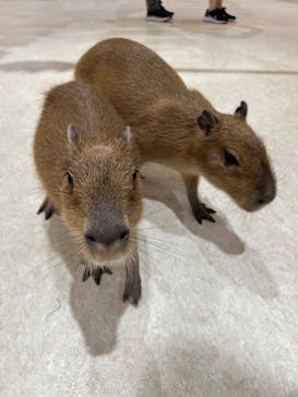 アニタッチららぽーと名古屋みなとアクルスに投稿された画像（2024/9/25）