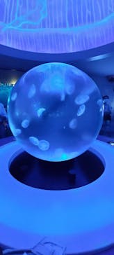 新江ノ島水族館に投稿された画像（2024/9/25）