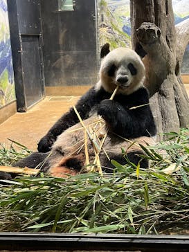 恩賜上野動物園に投稿された画像（2024/9/25）