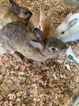 Moff animal cafe iias つくば店に投稿された画像（2024/9/25）