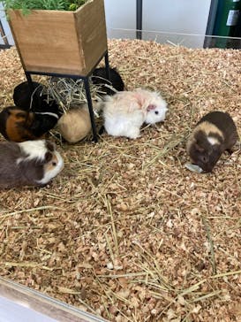 Moff animal cafe iias つくば店に投稿された画像（2024/9/25）