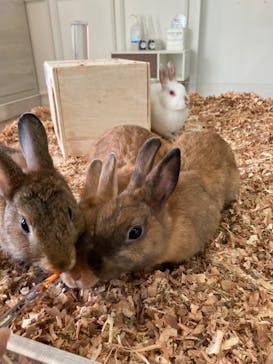 Moff animal cafe iias つくば店に投稿された画像（2024/9/25）