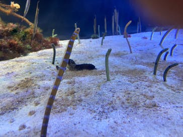 名古屋港水族館に投稿された画像（2024/9/25）