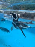 のとじま水族館に投稿された画像（2024/9/25）