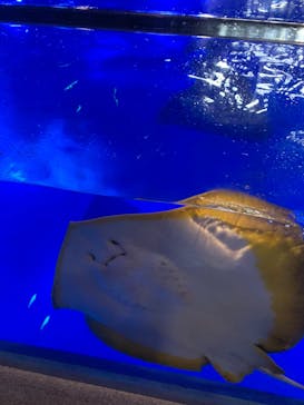 のとじま水族館に投稿された画像（2024/9/25）