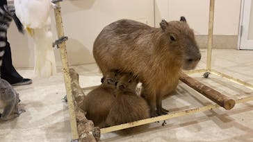 アニタッチららぽーと名古屋みなとアクルスに投稿された画像（2024/9/25）