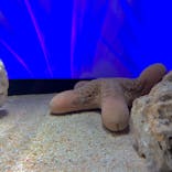 サンシャイン水族館に投稿された画像（2024/9/25）